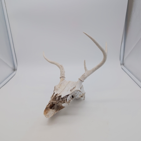 Abnormal Decorative Antlered Deer Skull For Art Projects - Picture 3 of 5